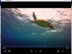 海龜-視頻素材